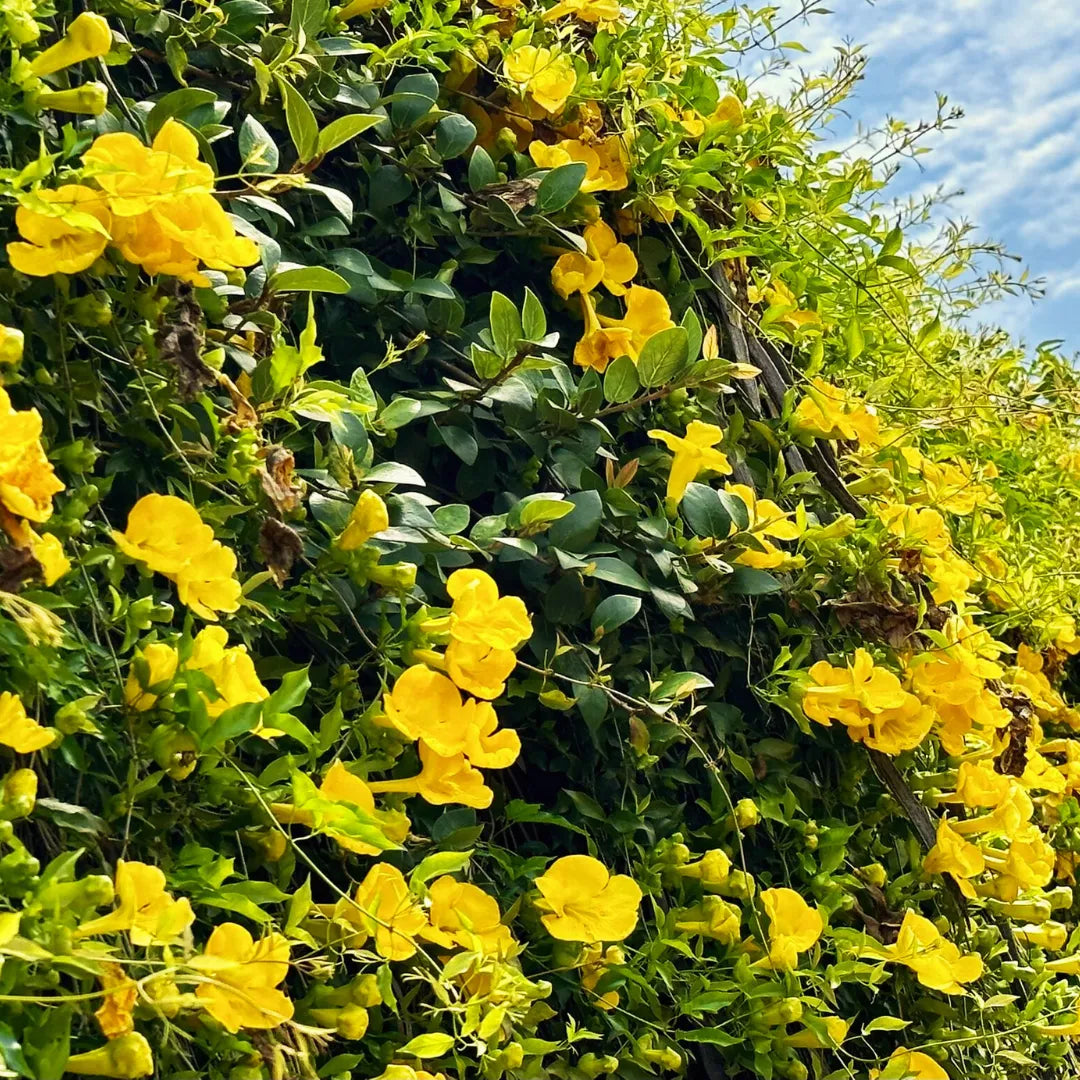 Dolichandra flower seeds