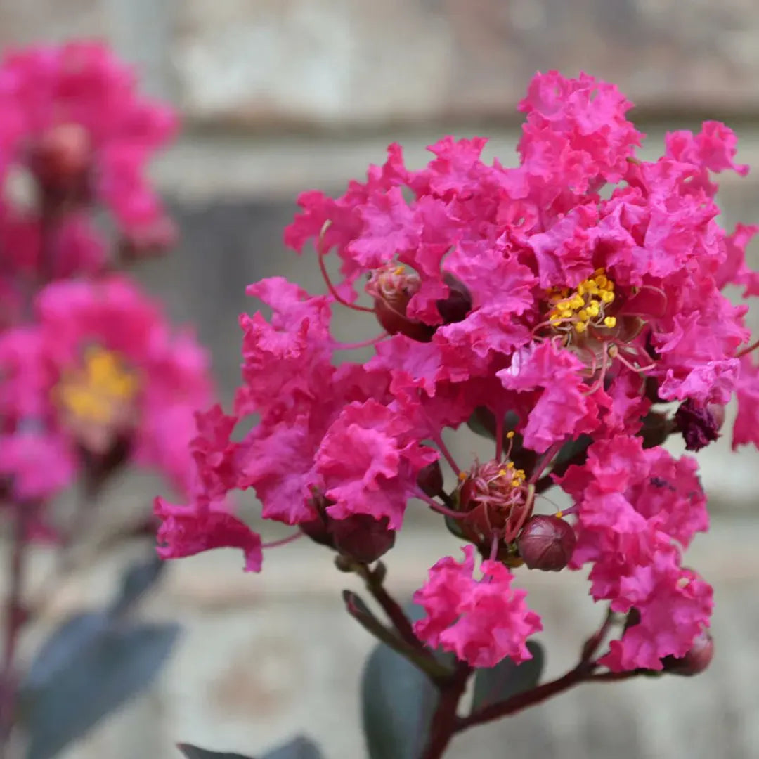 Pink Crape flower seeds
