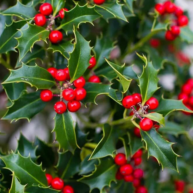 Upright Yaupon Holly plant