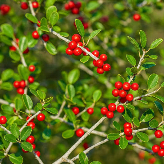 Upright Yaupon Holly plant
