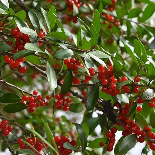 Upright Yaupon Holly plant