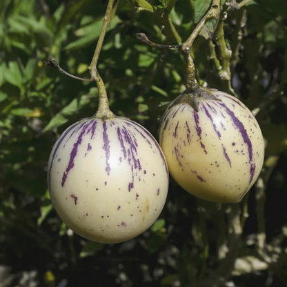 White Purple Pepino Melon Fruit Seeds for Planting – Heirloom Non-GMO Garden Seeds