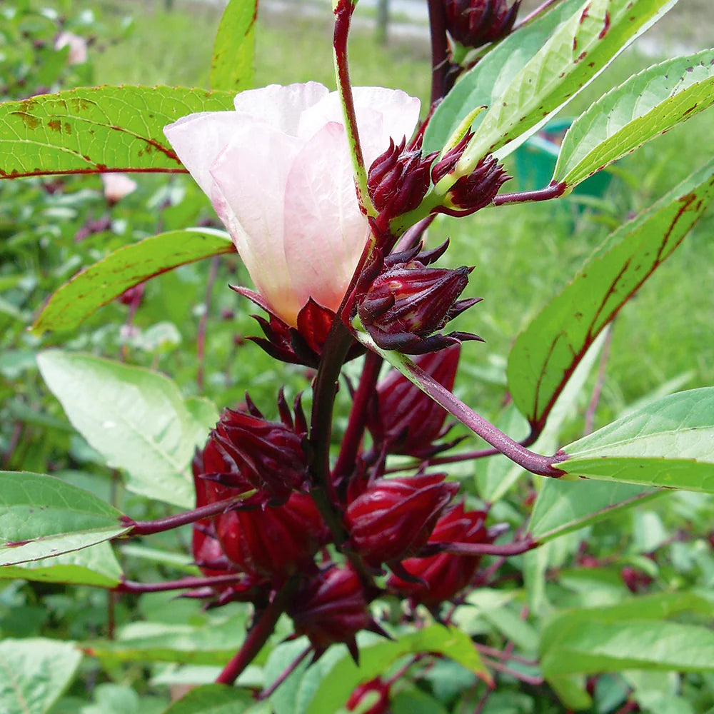 Roselle flower seeds