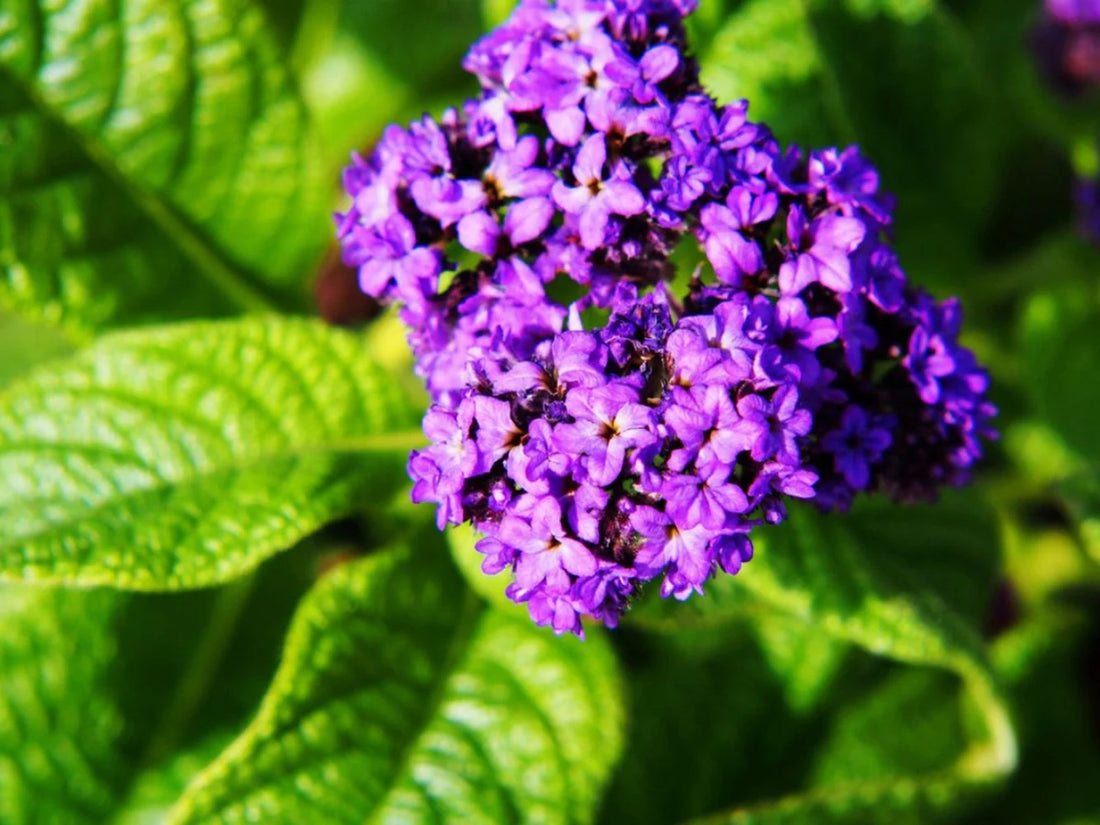 Marine Blue flower seeds
