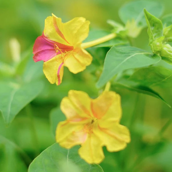 Yellow Red flower seeds