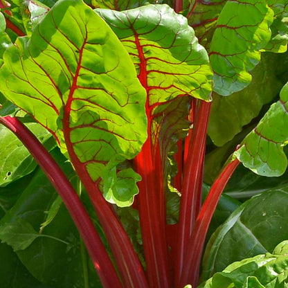 Mixed Swiss Chard Seeds