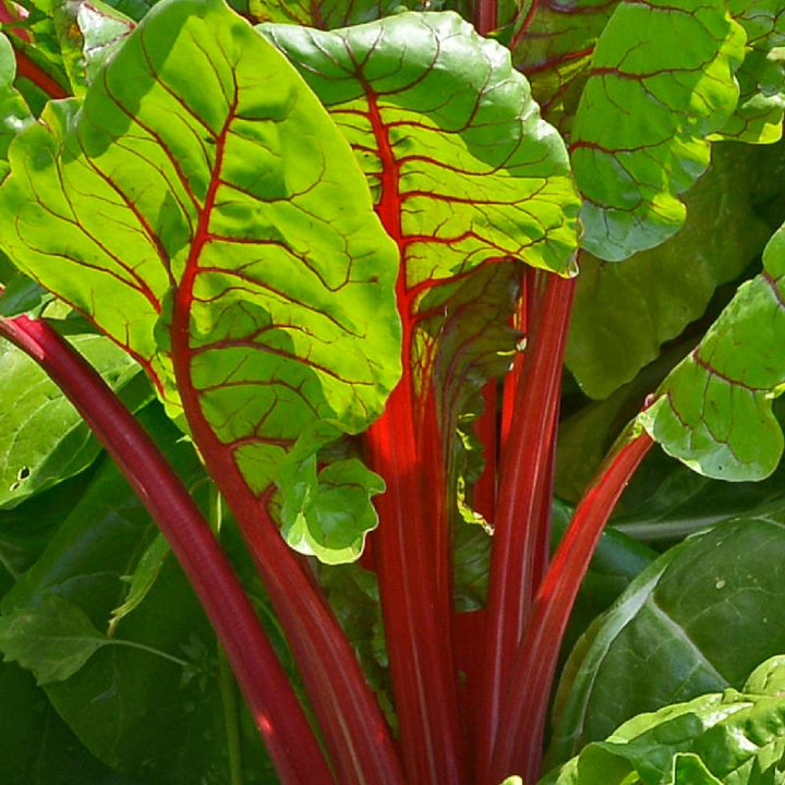 Mixed Swiss Chard Seeds