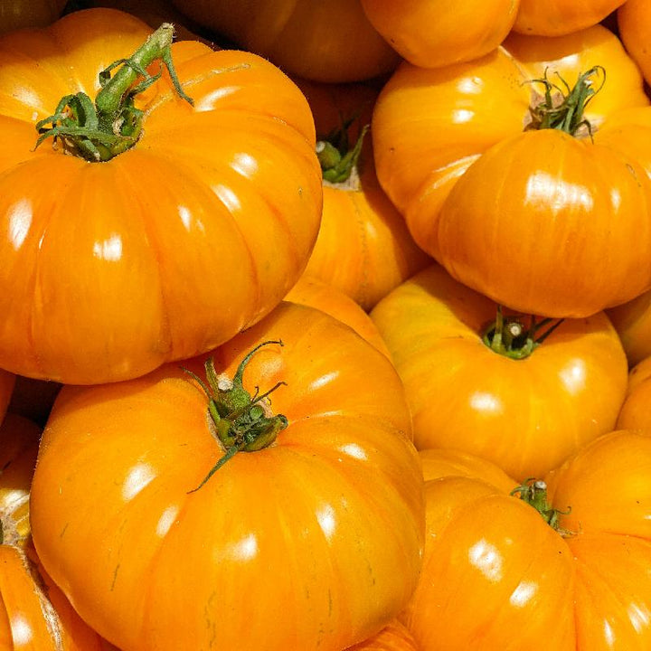 Yellow Tomato Seeds