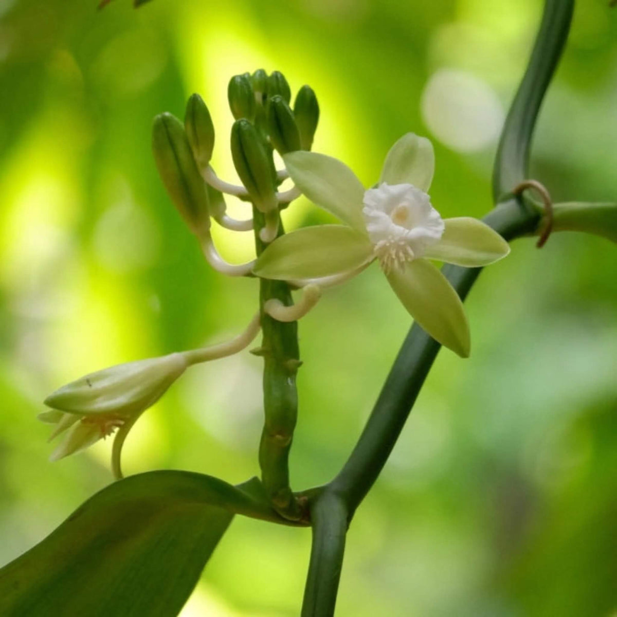 Exotic Bean Vanilla plant