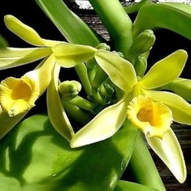 Exotic Bean Vanilla plant