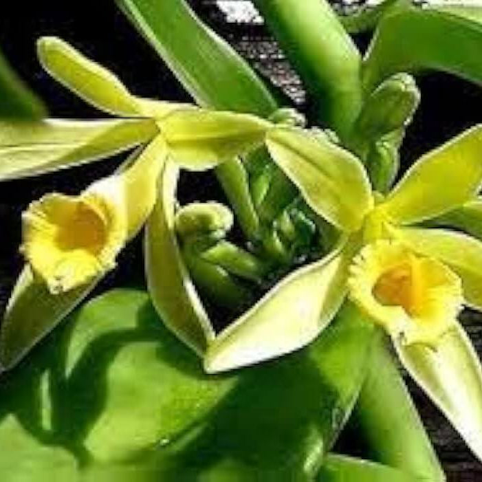 Planifolia Orchid Vanilla plant