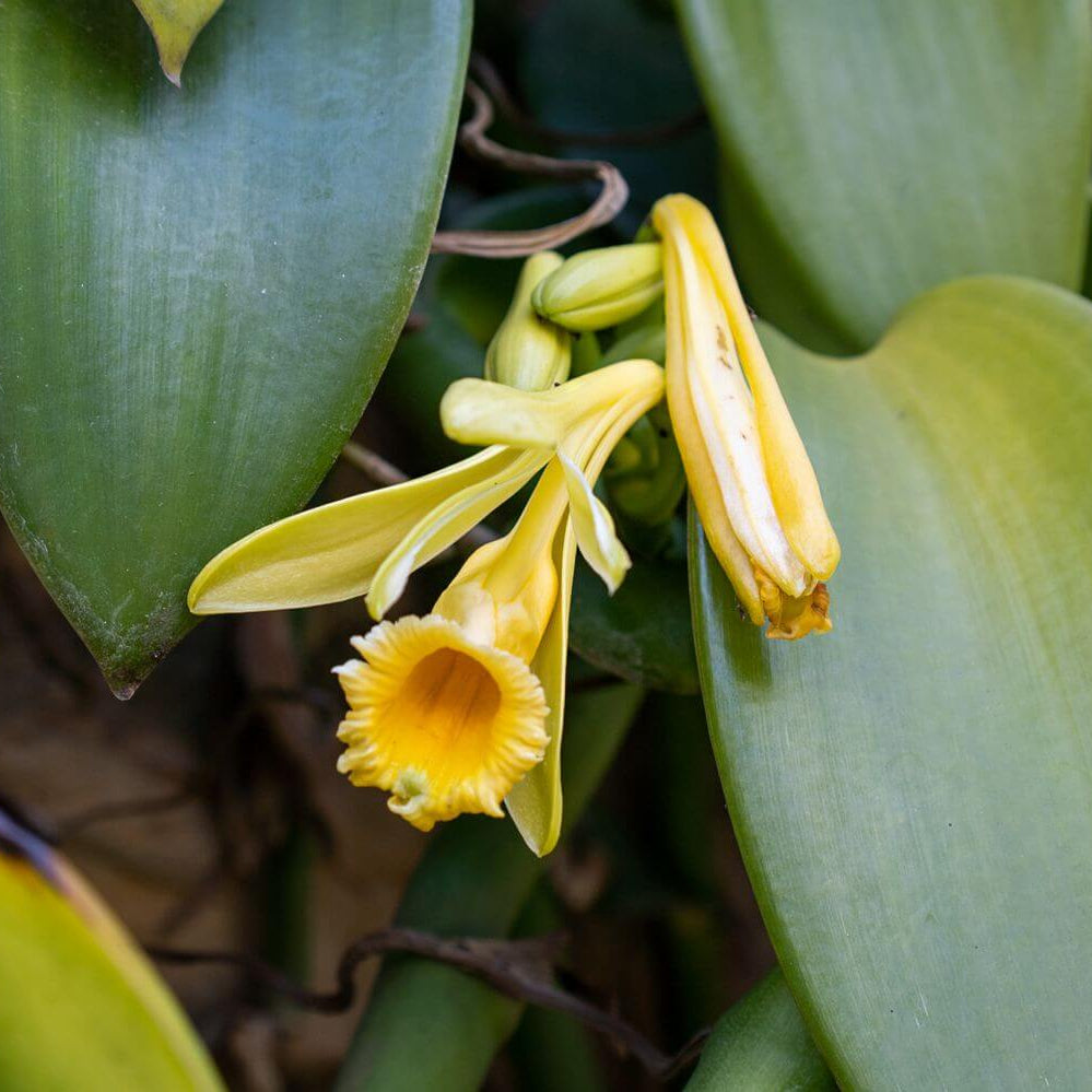 Planifolia Orchid Vanilla plant