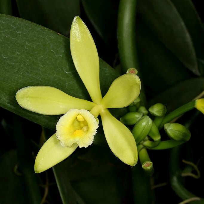 Exotic Bean Vanilla plant