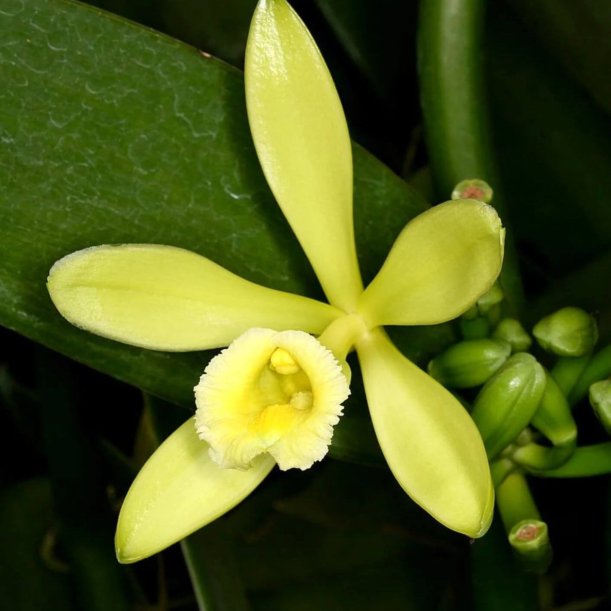 Planifolia Orchid Vanilla plant