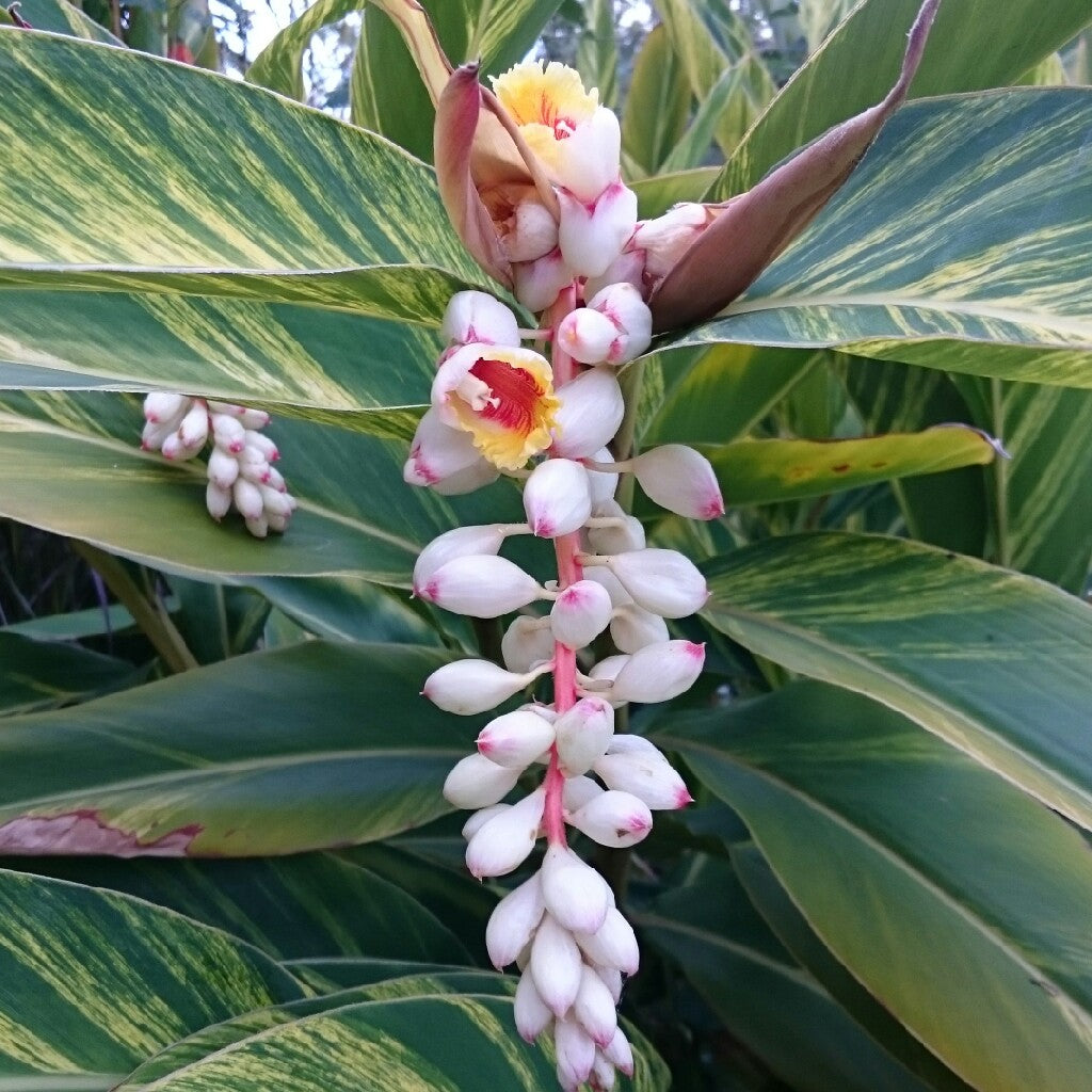Shell flower seeds
