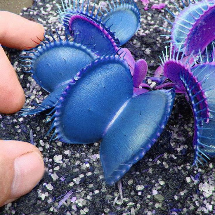 Blue Venus flower seeds