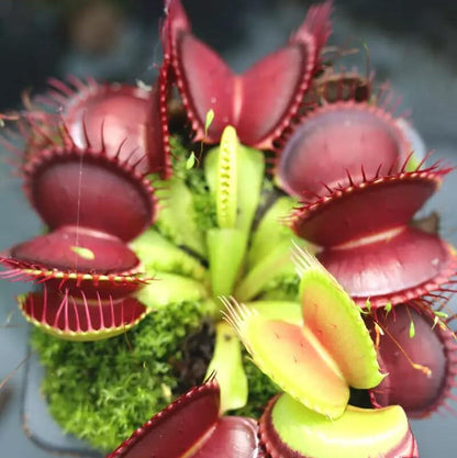 Giant Venus Flytrap plant
