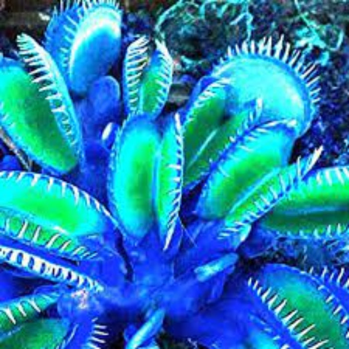 Blue Venus Flytrap plant
