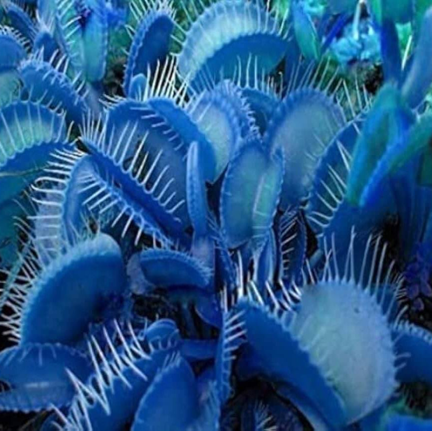 Blue Venus Flytrap plant