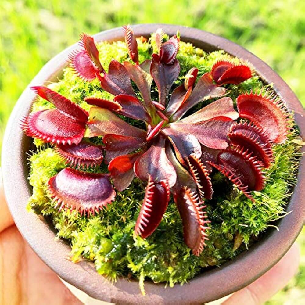 Dragon Venus Flytrap plant
