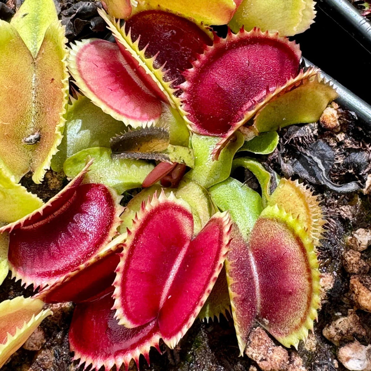 Sawtooth Venus Flytrap plant