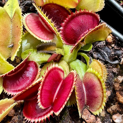 Sawtooth Venus Flytrap plant