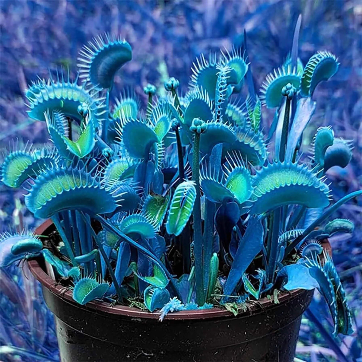 Blue Venus Flytrap plant