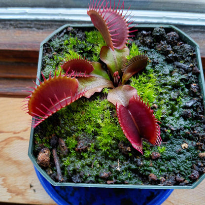Dragon Venus Flytrap plant