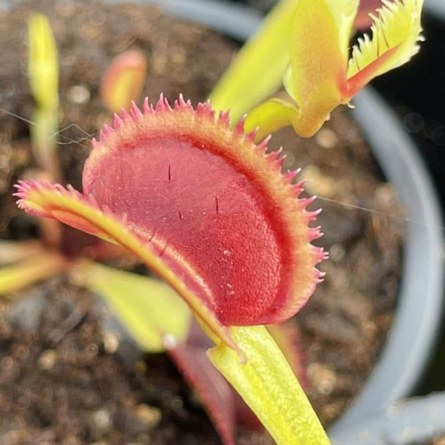 Sawtooth Venus Flytrap plant