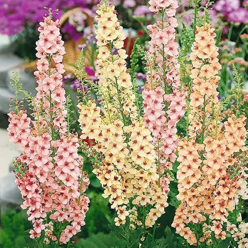 Bio Color flower seeds