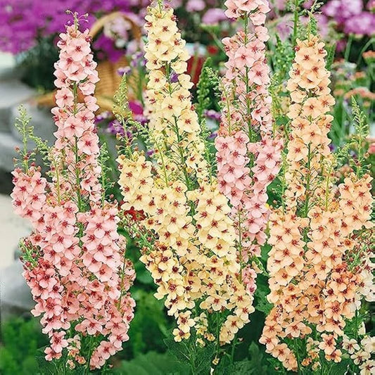 Bio Color flower seeds