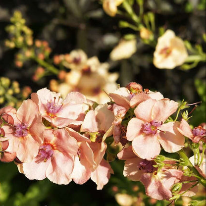 Cream Verbascum plant