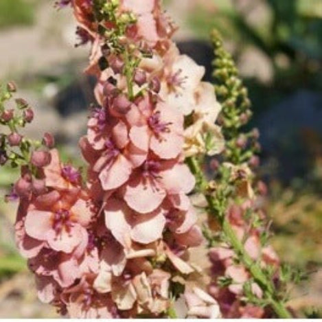 Cream Verbascum plant