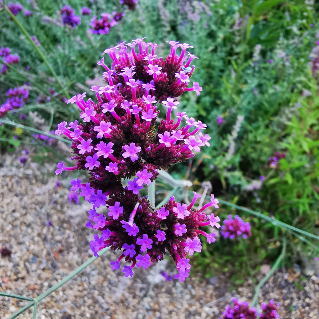 Purple Verbena flower seeds