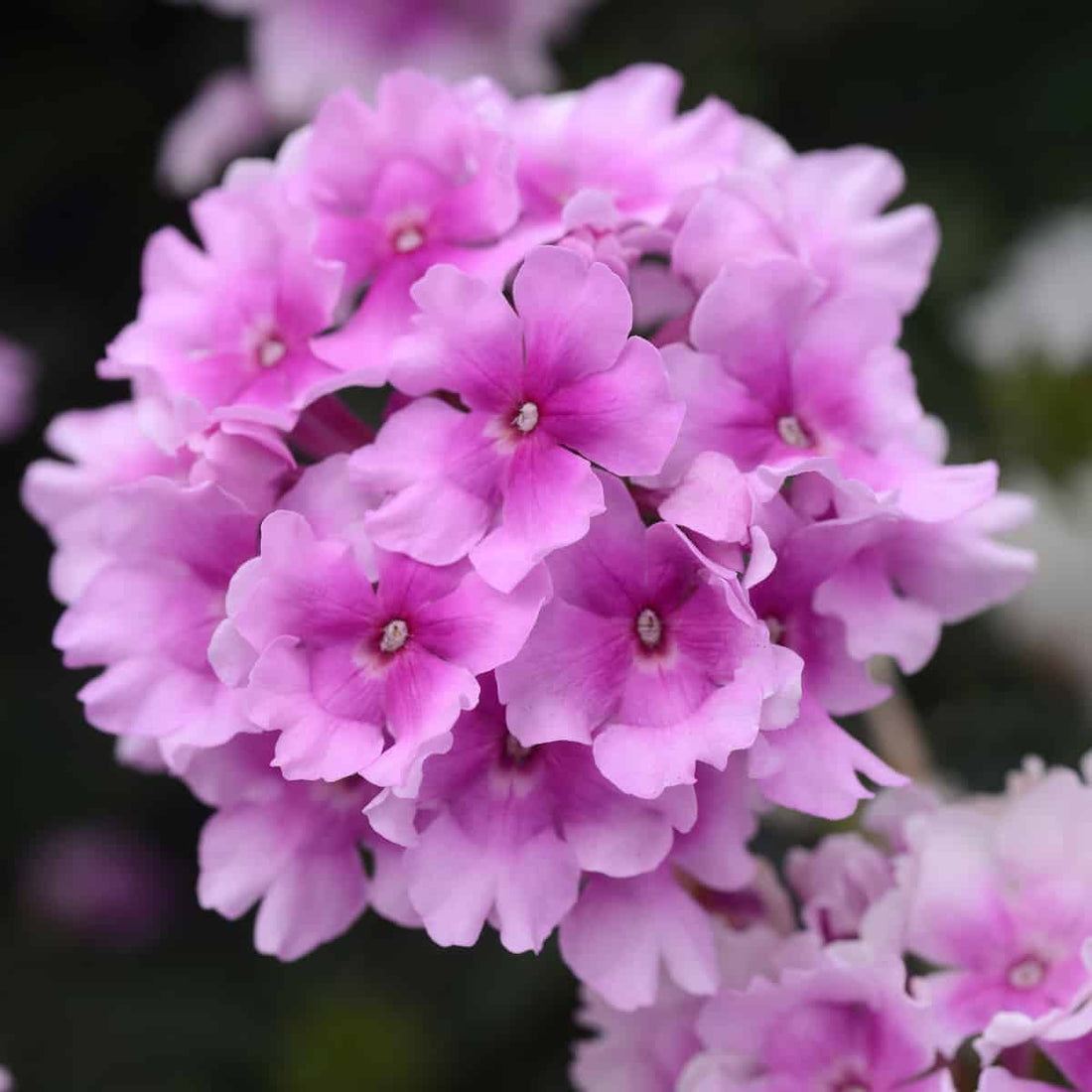 Pink Verbena flower seeds