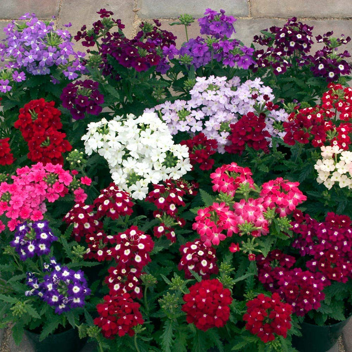 Verbena flower seeds