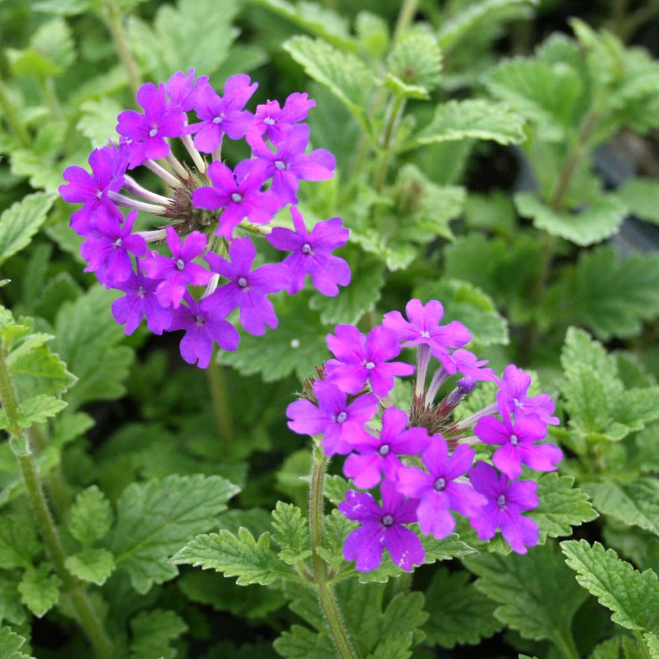 Purple Moss flower seeds