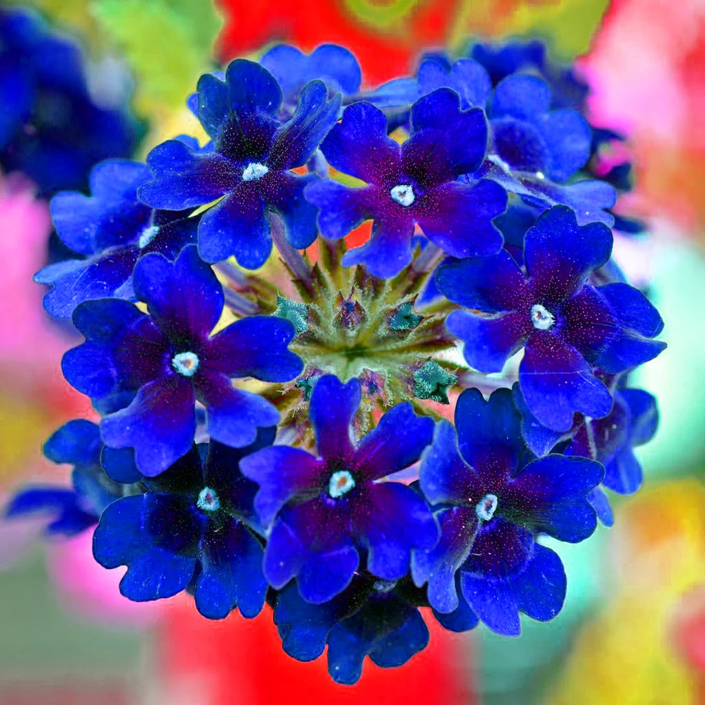 Blue Verbena flower seeds