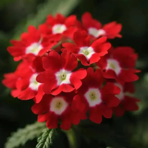 Red Verbena Flower Seeds for Planting – Heirloom Non-GMO Garden Seeds