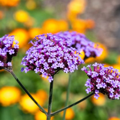 Buenos Aires Verbena plant
