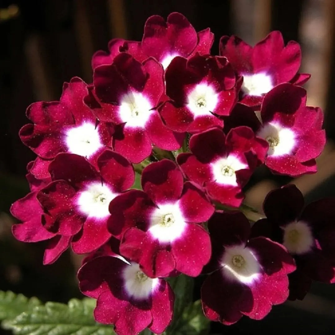Logro Burgundy Verbena plant