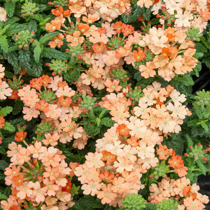Peach Verbena plant