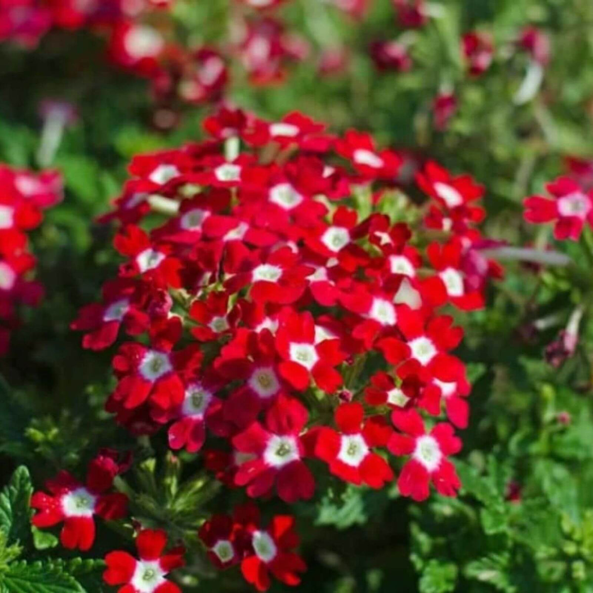 Red White Verbena plant