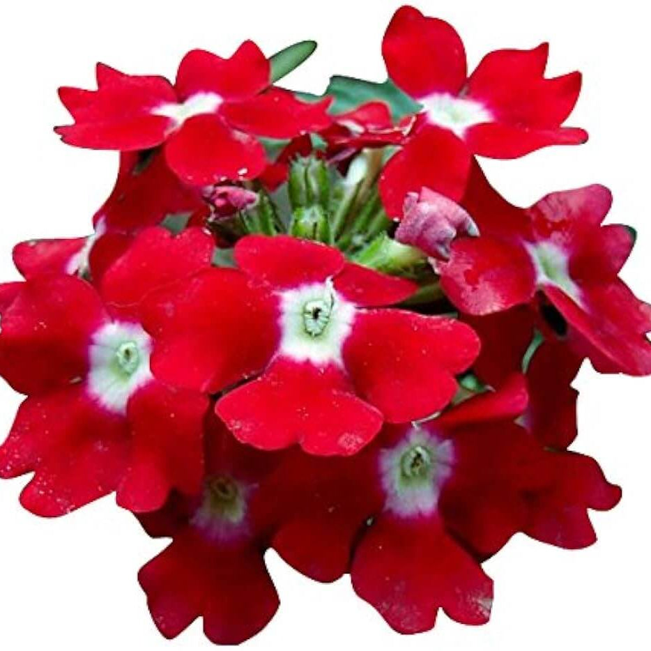 Red White Verbena plant