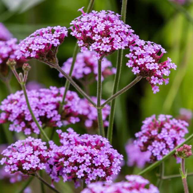 Buenos Aires Verbena plant