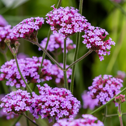 Buenos Aires Verbena plant
