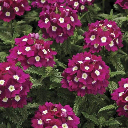 Logro Burgundy Verbena plant