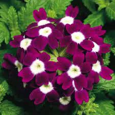 Logro Burgundy Verbena plant