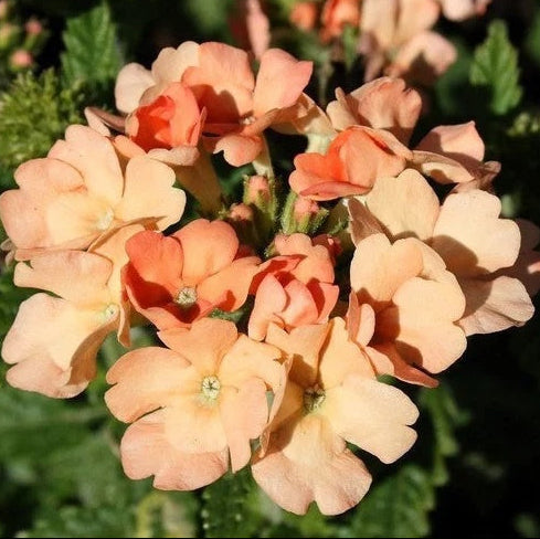 Peach Verbena plant