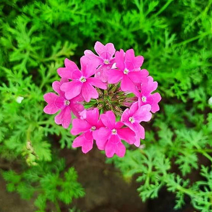 Pink Verbena plant
